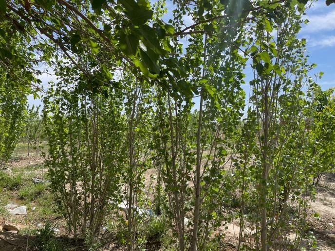 ۳۰۰ متر زمین سند تک برگ  باغچه ایی احمدآباد مستوفی|فروش دفتر صنعتی، کشاورزی، تجاری|تهران, تهرانسر شرقی|دیوار