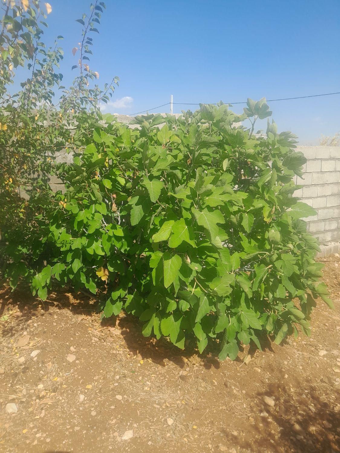 فروش باغ۱۰۰۰متری سیاخ دارنگون وباغ ۱۵۰۰متری|فروش زمین و ملک کلنگی|شیراز, میانرود|دیوار