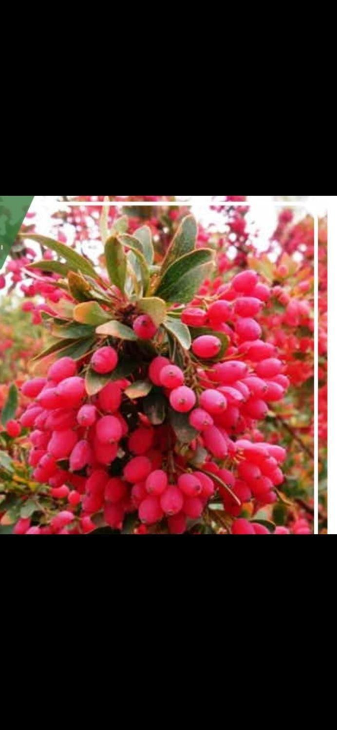 فروش 6 ساعت آب چاه  سمت چاه یوسف /چاهک|فروش دفتر صنعتی، کشاورزی، تجاری|بیرجند, |دیوار