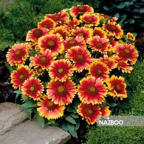 راهنمایی|فعالیت داوطلبانه|اصفهان, آفاران|دیوار