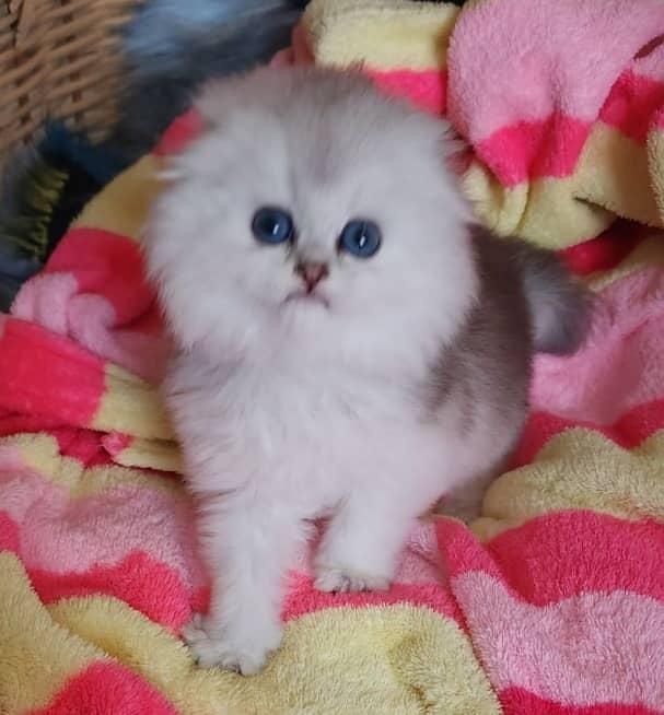 بچه گربه های عروسکی دلربا|گربه|اصفهان, آزادگان|دیوار