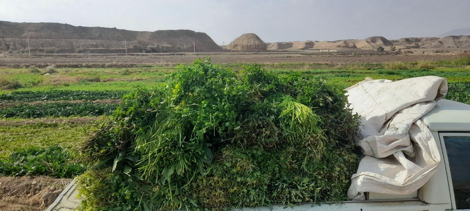 سبزی خورشتی تازه تمیز بدون یه زره اب|خوردنی و آشامیدنی|کوهدشت, |دیوار