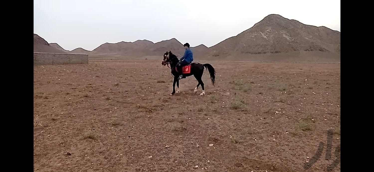 اسب نریون|اسب و تجهیزات اسب سواری|تهران, آرژانتین|دیوار