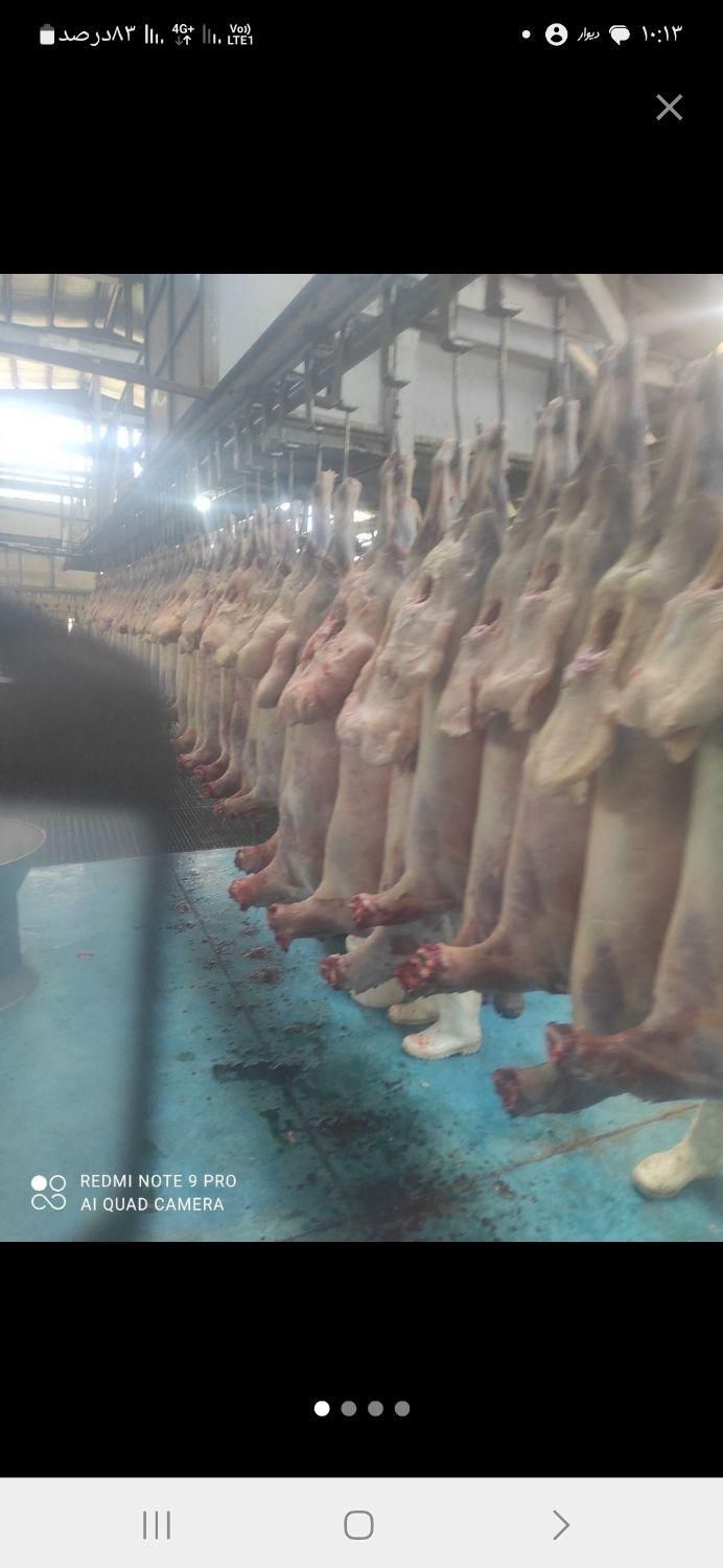 بره بره بره|حیوانات مزرعه|شاهینشهر, |دیوار