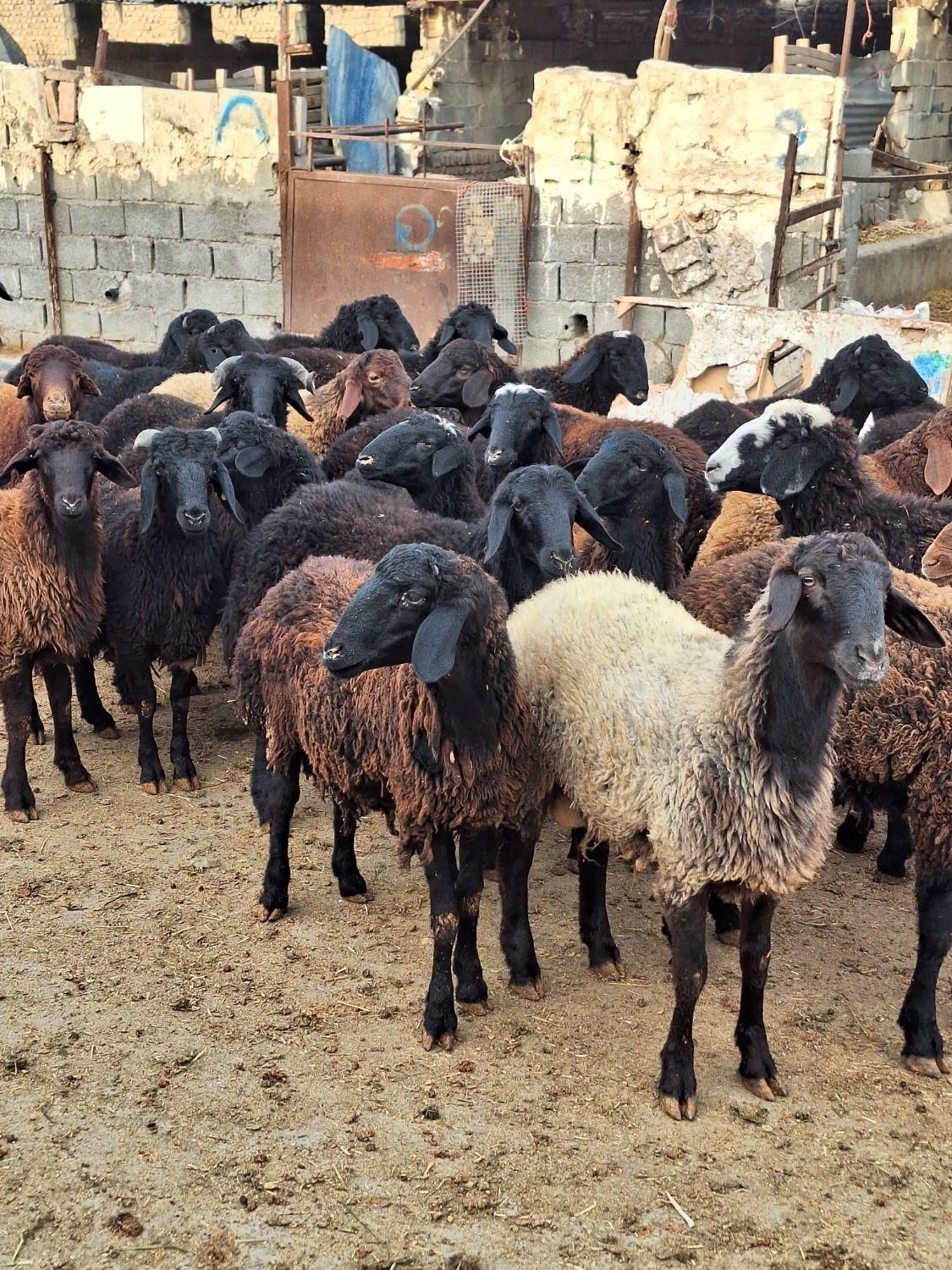 گوسفند زنده ییلاق ارگانیک نژاد گوشتی برای قربانی|حیوانات مزرعه|کرج, گوهردشت|دیوار