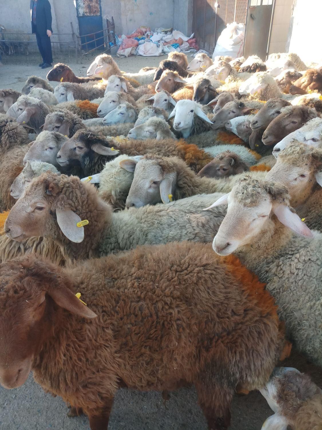 شاهین ویلا گوسفند باغستان گوهردشت گلشهرکل کرج زنده|حیوانات مزرعه|کرج, شاهینویلا|دیوار