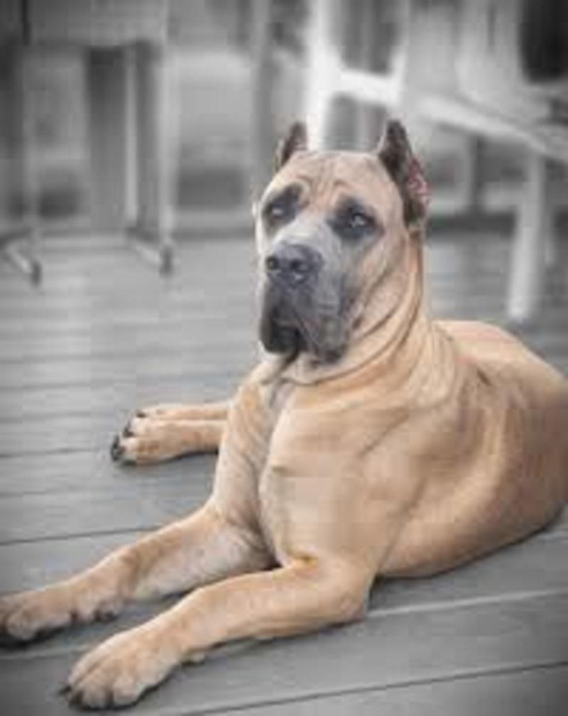 توله CANE CORSO معروف به ماستیف ایتالیایی|سگ|تهران, آرارات|دیوار