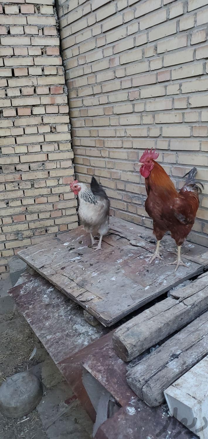 مرغ وخروس رسمی ومحلی|حیوانات مزرعه|کهریزک, |دیوار