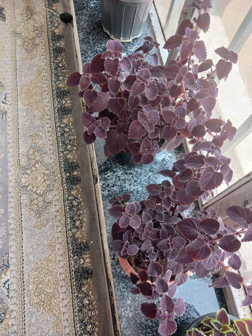 گل طبیعی|گل و گیاه طبیعی|مهاباد (آذربایجان غربی), |دیوار