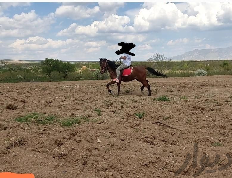 اسب نریان ترکمن ۳ ساله شش دانگ قد بلند|اسب و تجهیزات اسب سواری|میانه, |دیوار