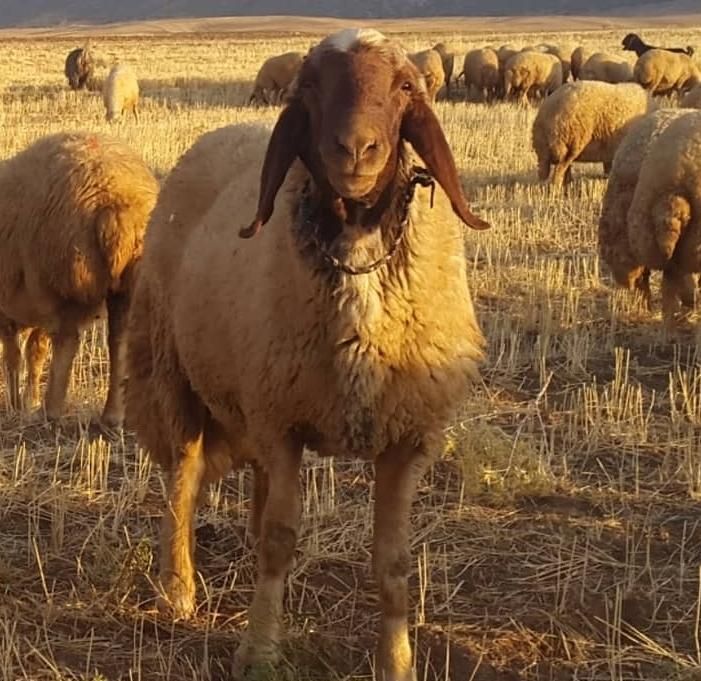 ((گوسفند اورگانیک سراسرشهرباقصاب مجرب زنده|حیوانات مزرعه|تهران, مرزداران|دیوار