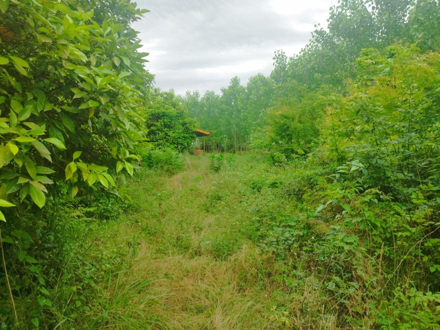 خونه باغ قدیمی ۲/۷۰۰متر سند تک برگ|فروش خانه و ویلا|رضوانشهر, |دیوار