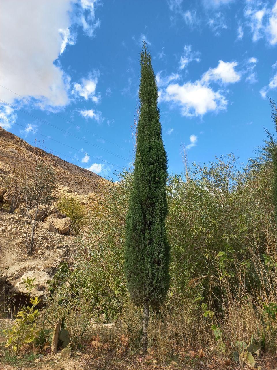 نهال سرو ناز شیراز(گرین پنسل)|گل و گیاه طبیعی|کرمان, |دیوار