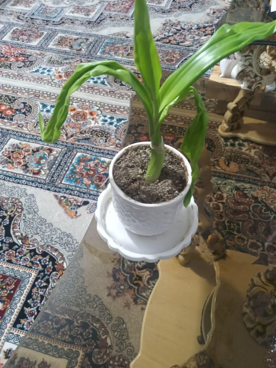سلام ، گل آپارتمانی جوان خاک برگ و گلدان سرامیکی|گل و گیاه طبیعی|فولادشهر, مسکن مهر فولادشهر|دیوار