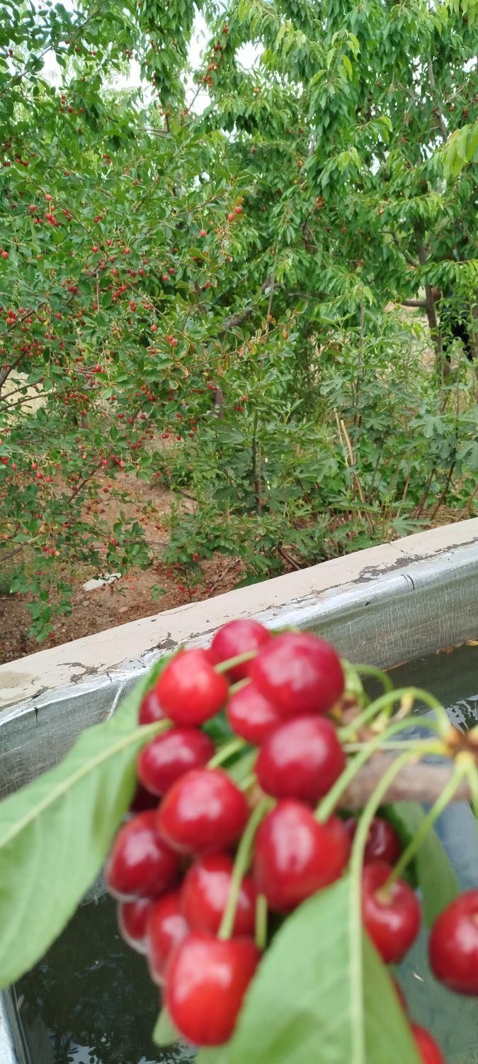 فروش باغ ۱۳۰۰ متری در .پل زمانخان شوراب صغیر|فروش زمین و ملک کلنگی|اهواز, بهارستان|دیوار