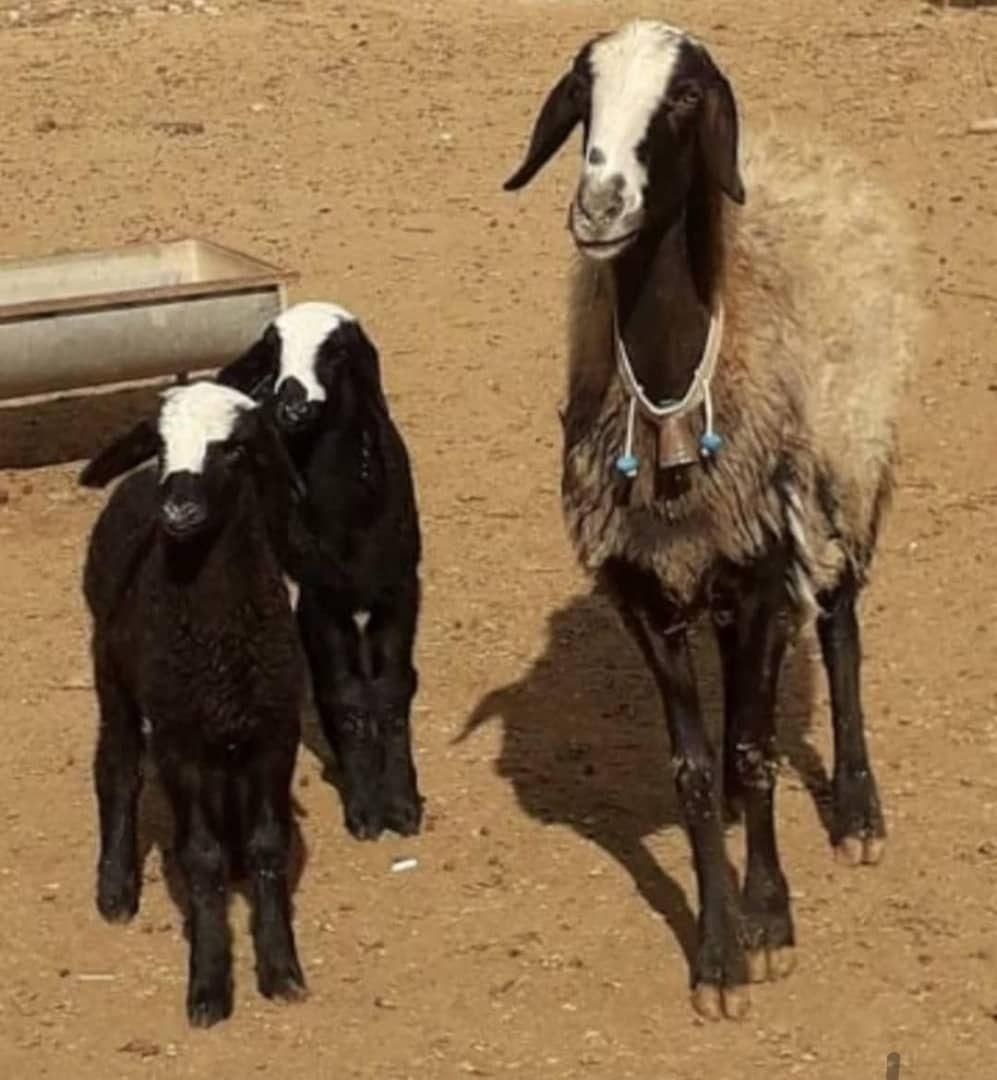 گوسفند گله قـوچ شـال|حیوانات مزرعه|تربتحیدریه, قاسم آباد|دیوار