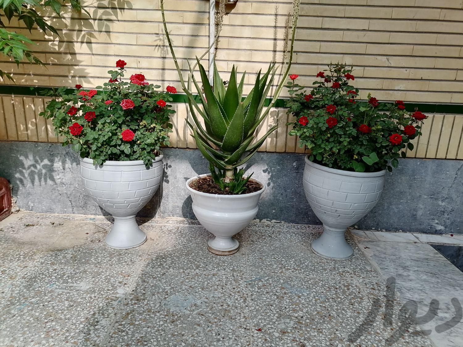 رز ایتالیایی وگل شاخ بزی|گل و گیاه طبیعی|اصفهان, ملک‌شهر|دیوار