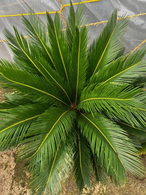 سیکاس ۱۰ساله|گل و گیاه طبیعی|رشت, تازه آباد|دیوار