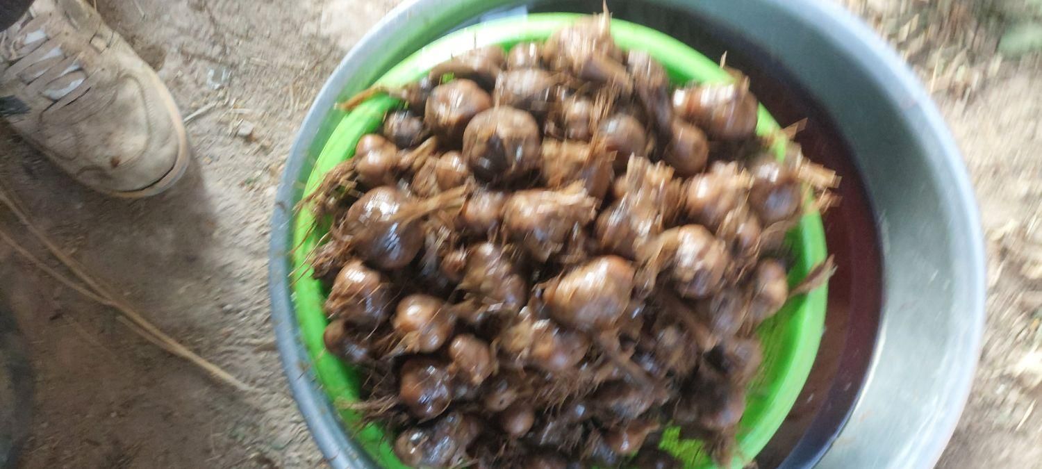 سیر ترشی|خوردنی و آشامیدنی|مشهد, سلام|دیوار