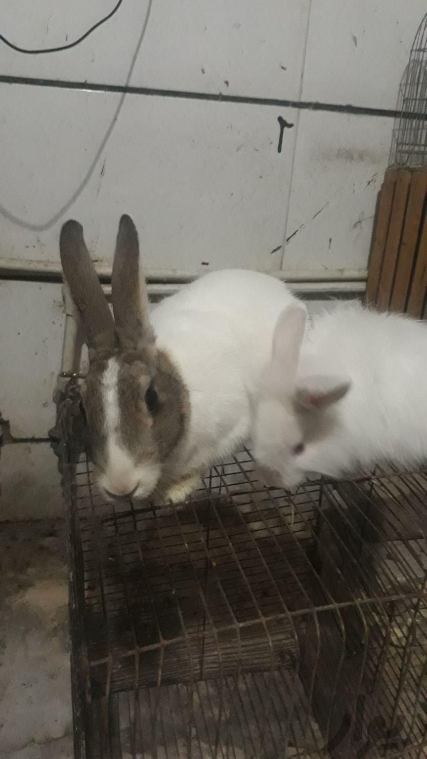 دوتا خرگوش ماده|موش و خرگوش|اصفهان, زینبیه|دیوار