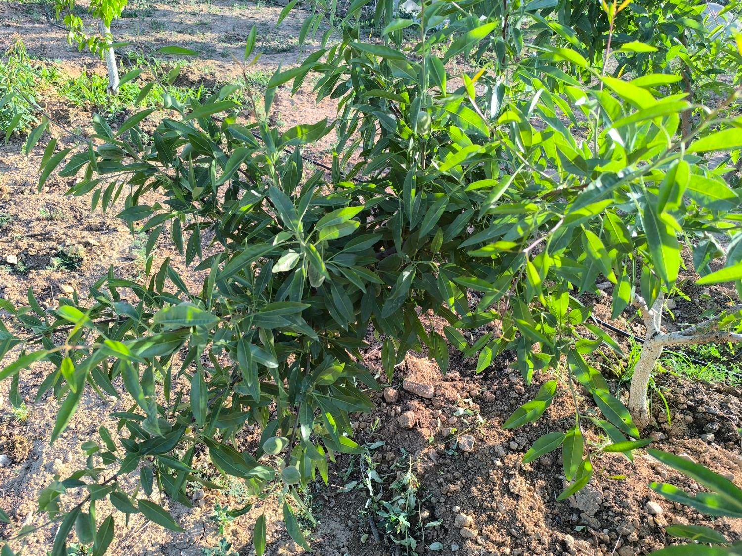 زمین کشاورزی دارای درختان میوه|فروش زمین و ملک کلنگی|اصفهان, آزادگان|دیوار