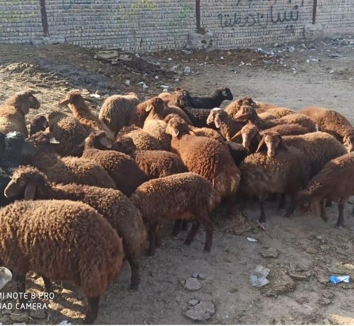 گوسفند زنده باباسکول درب منزل با پلاک بهداشتی|حیوانات مزرعه|کرج, عظیمیه|دیوار