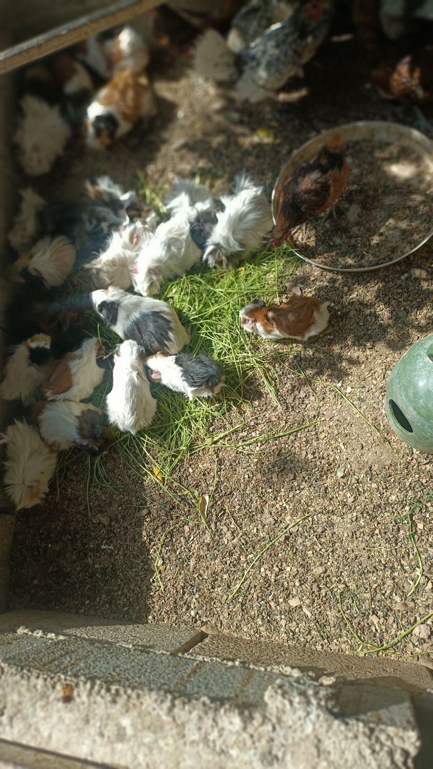 خرگوش، خوکچه هندی و همستر|موش و خرگوش|اصفهان, رهنان|دیوار