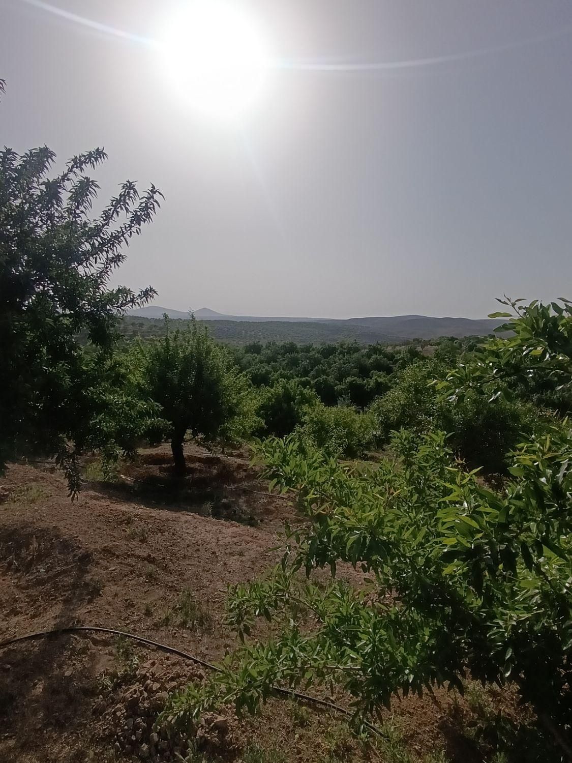 باغ بادام ۱۰۰۰متری باسند تگ برگ رسمی|فروش دفتر صنعتی، کشاورزی، تجاری|فولادشهر, زاینده رود|دیوار