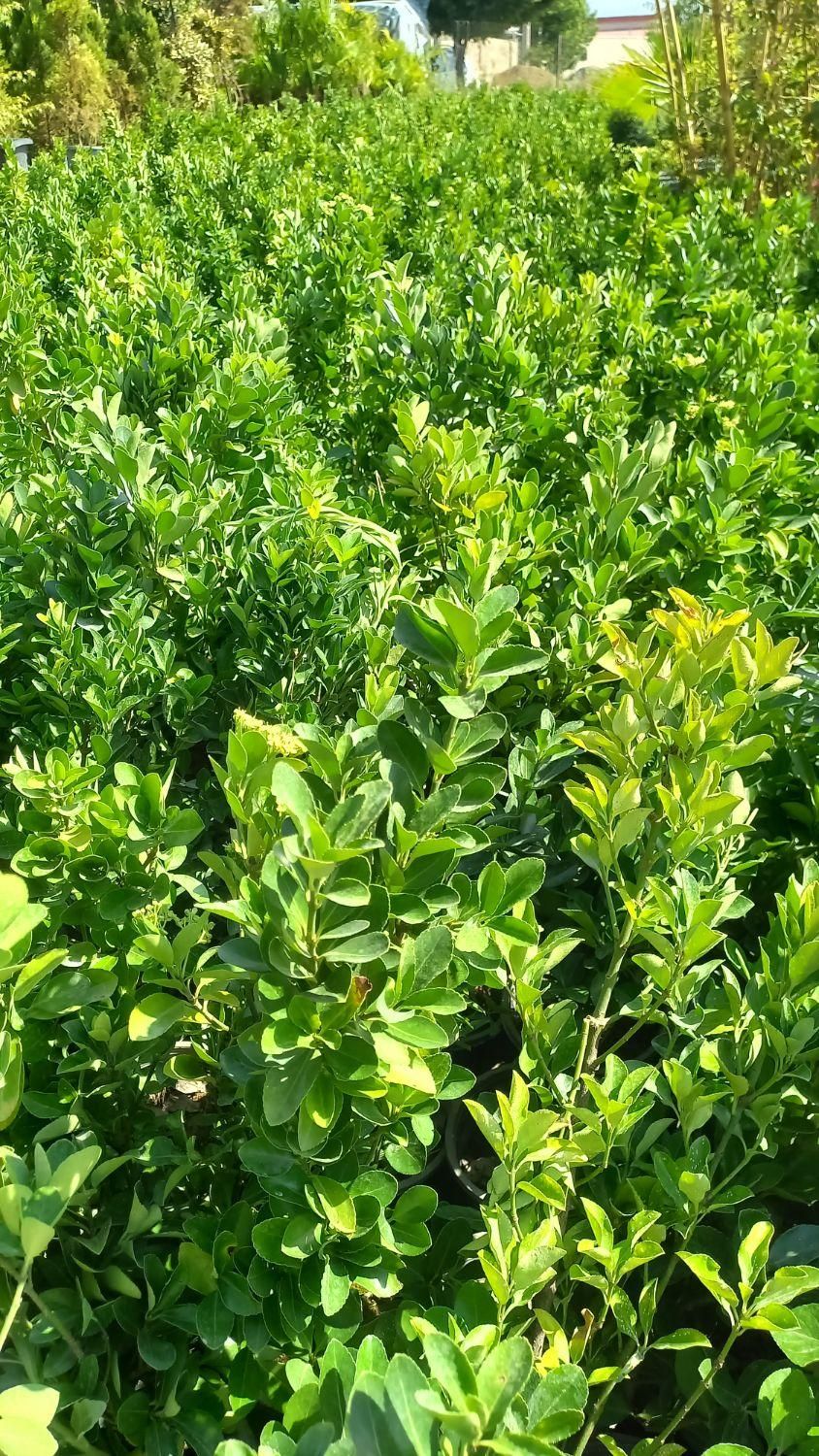 گل و گیاه نخل پالم نهال درخت شمشاد سبز و طلایی|گل و گیاه طبیعی|کرج, ملک‌آباد|دیوار