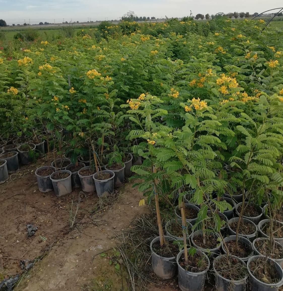 فروش انواع نهال گرمسیری مثمر و غیر مثمر|خدمات باغبانی و درختکاری|بوشهر, |دیوار