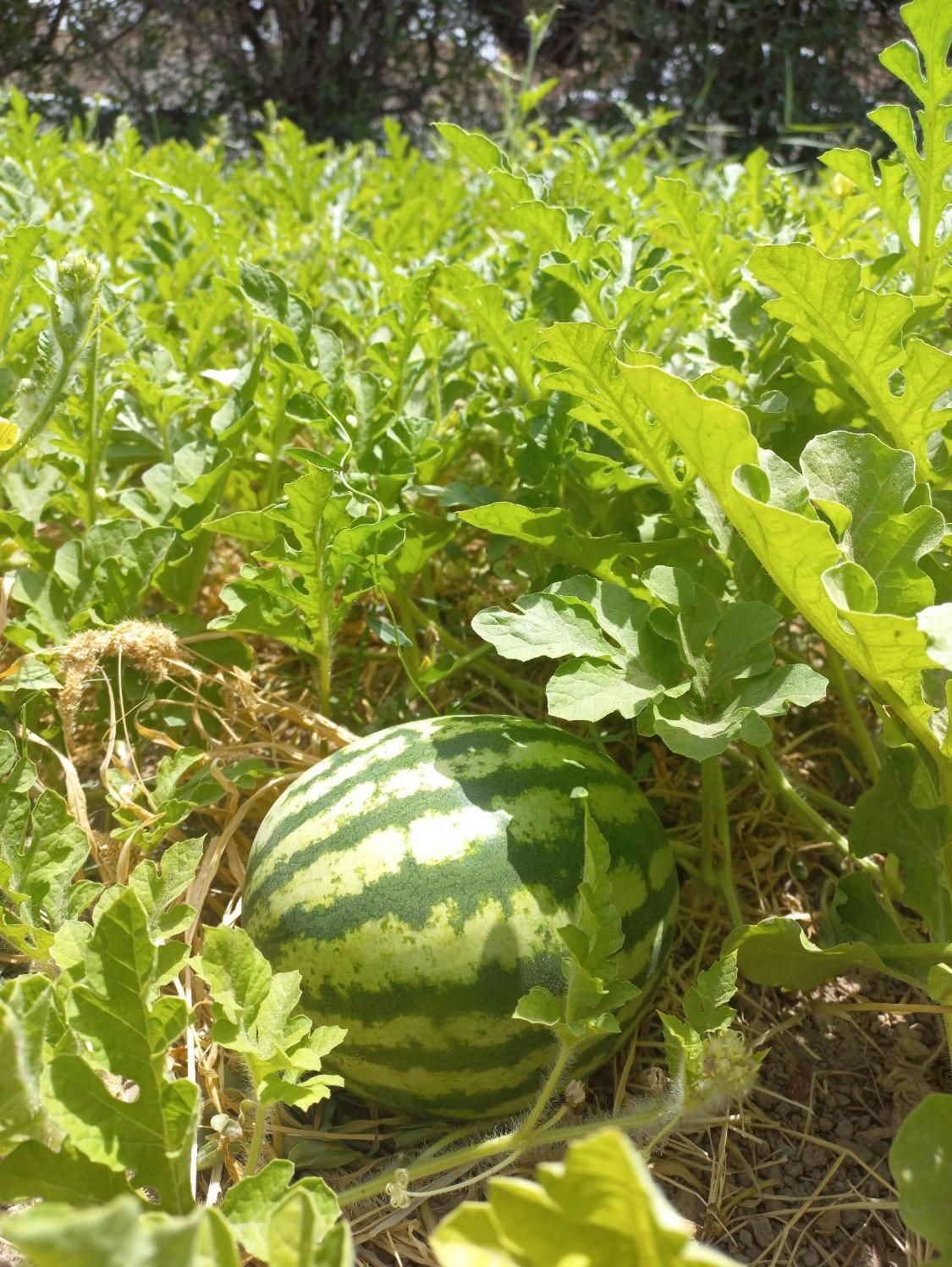 خدمات باغبانی ودرختکاری،چمن زنی،شمشاد،نیزار،نخل|خدمات باغبانی و درختکاری|آبادان, |دیوار