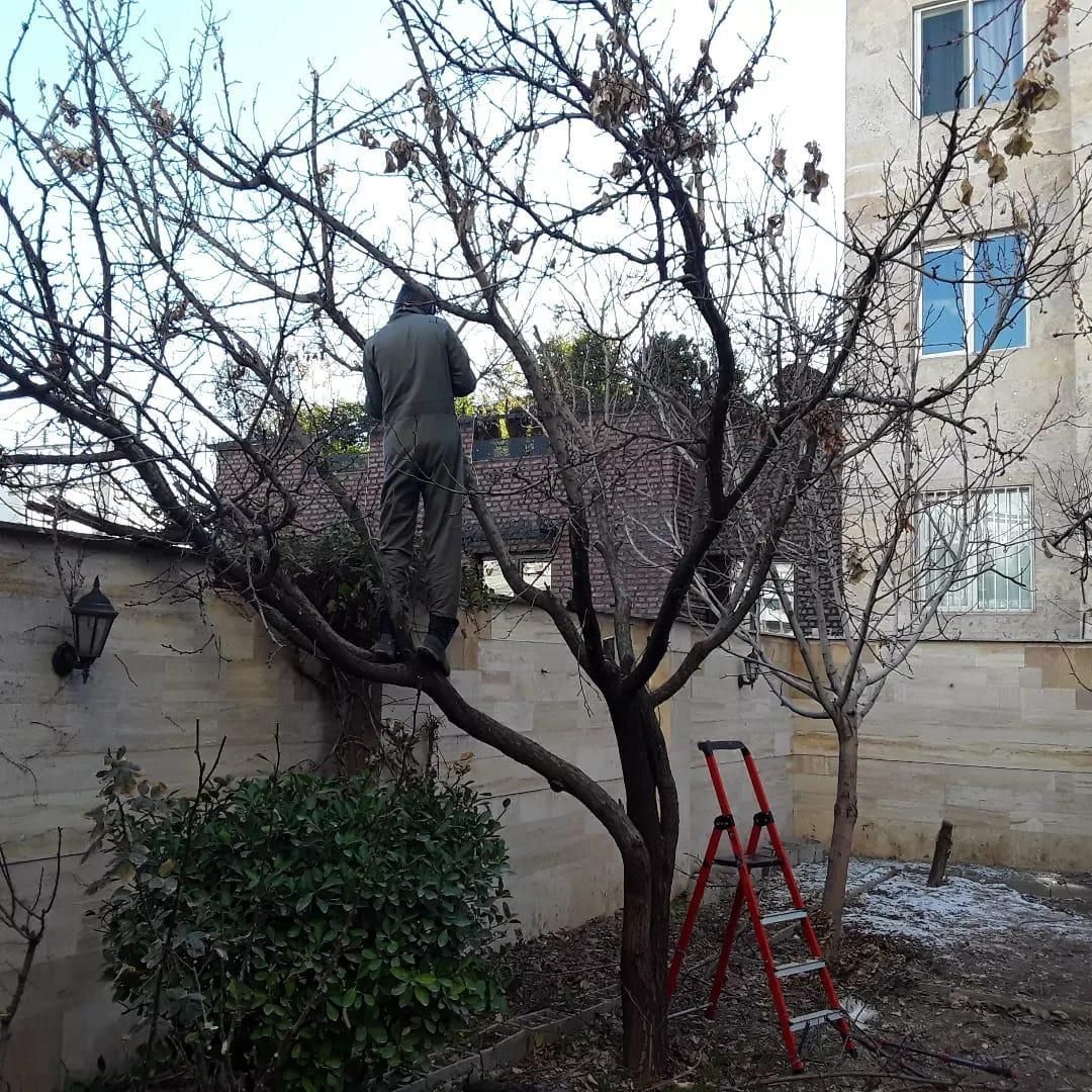 باغبانی لواسان ،فشم،پردیس،رودهن،دماوند|خدمات باغبانی و درختکاری|پردیس, |دیوار