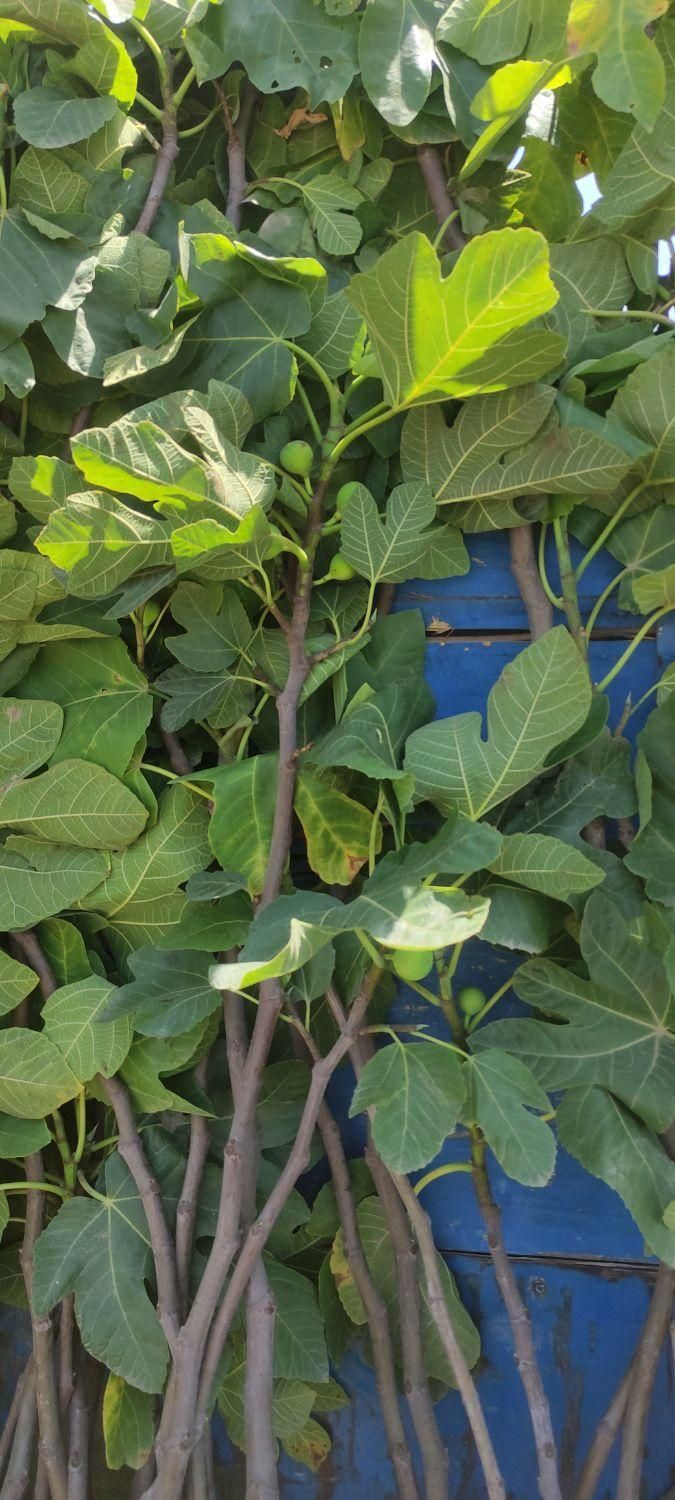 نهال و درخت انجیر درشت و باردار|خدمات باغبانی و درختکاری|فلاورجان, |دیوار