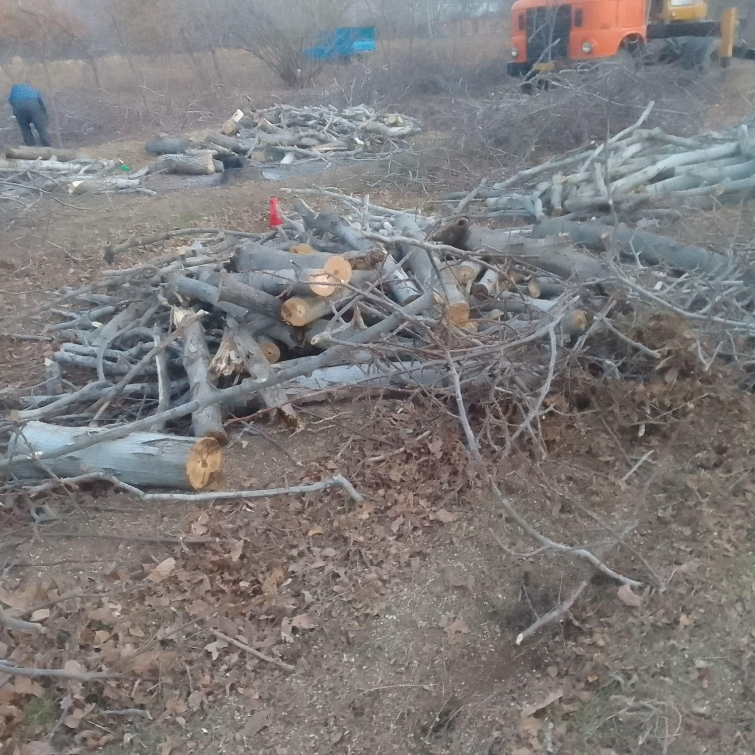 خریدار چوب گردو و درختان میوه|خدمات باغبانی و درختکاری|بناب, |دیوار