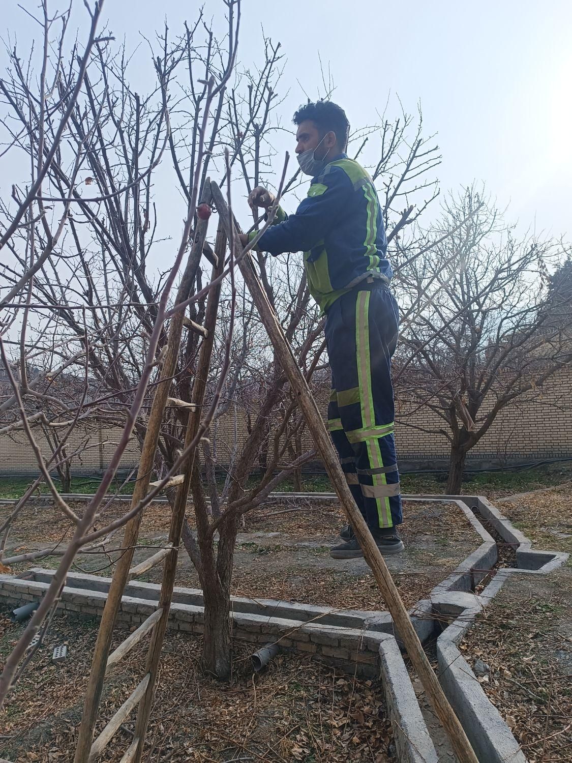 کلیه کارهای سم پاشی،باغبانی،گل کاری وهرس ،تیلرزنی|خدمات باغبانی و درختکاری|مشهد, صیاد شیرازی|دیوار