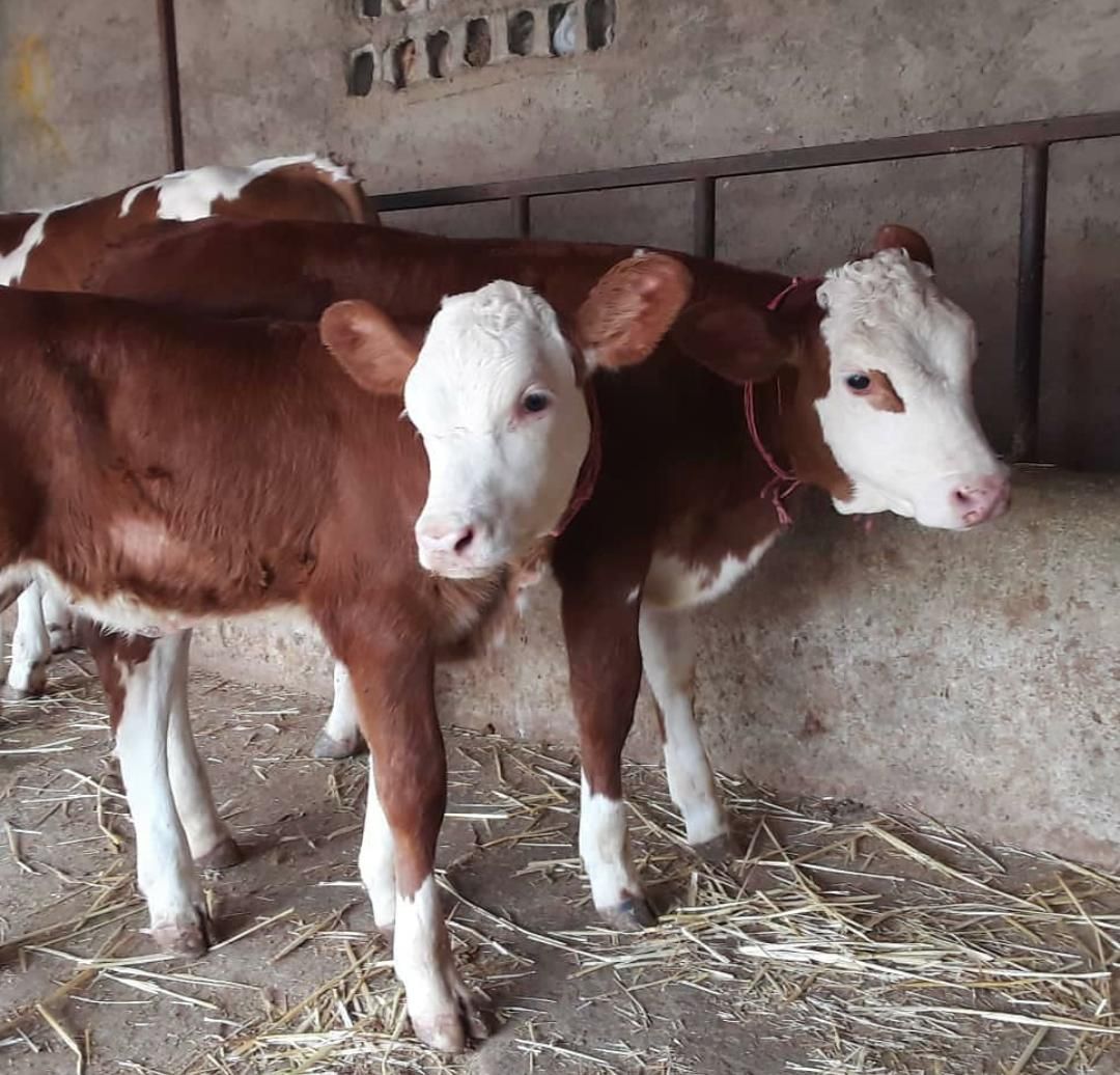 انواع گوساله ریزقلم پرواری|حیوانات مزرعه|بندر ترکمن, |دیوار