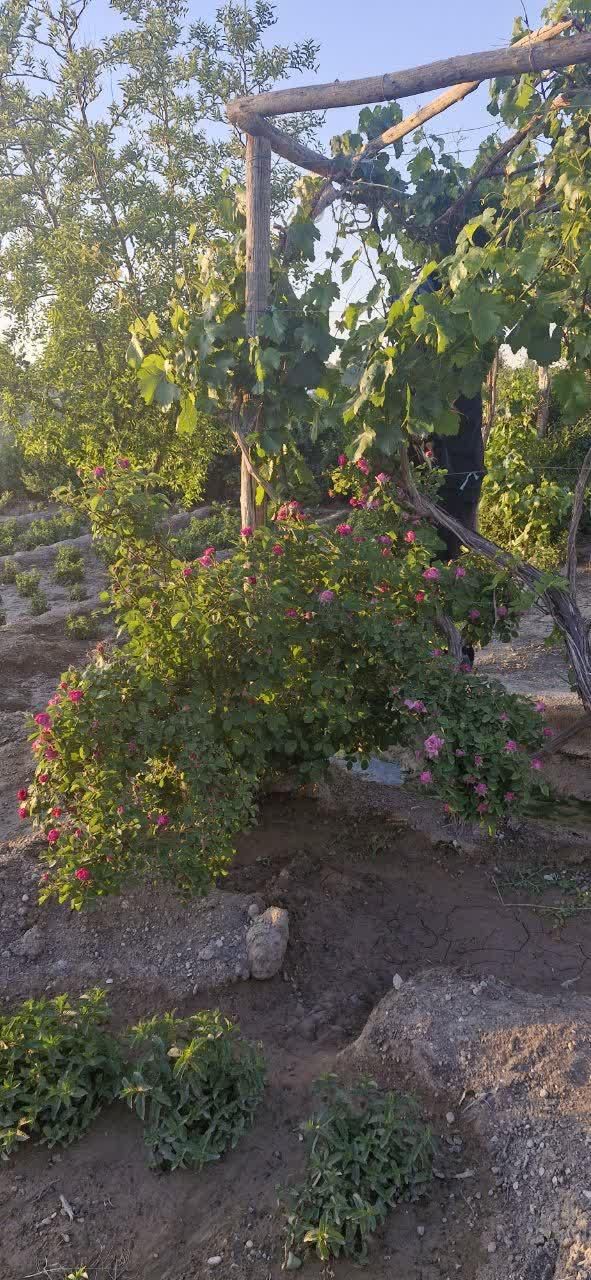 اصفهان.دستگردخیارخ.باغ فردس.فروش زمین ۳۴۰ متری|فروش زمین و ملک کلنگی|اصفهان, قائمیه|دیوار