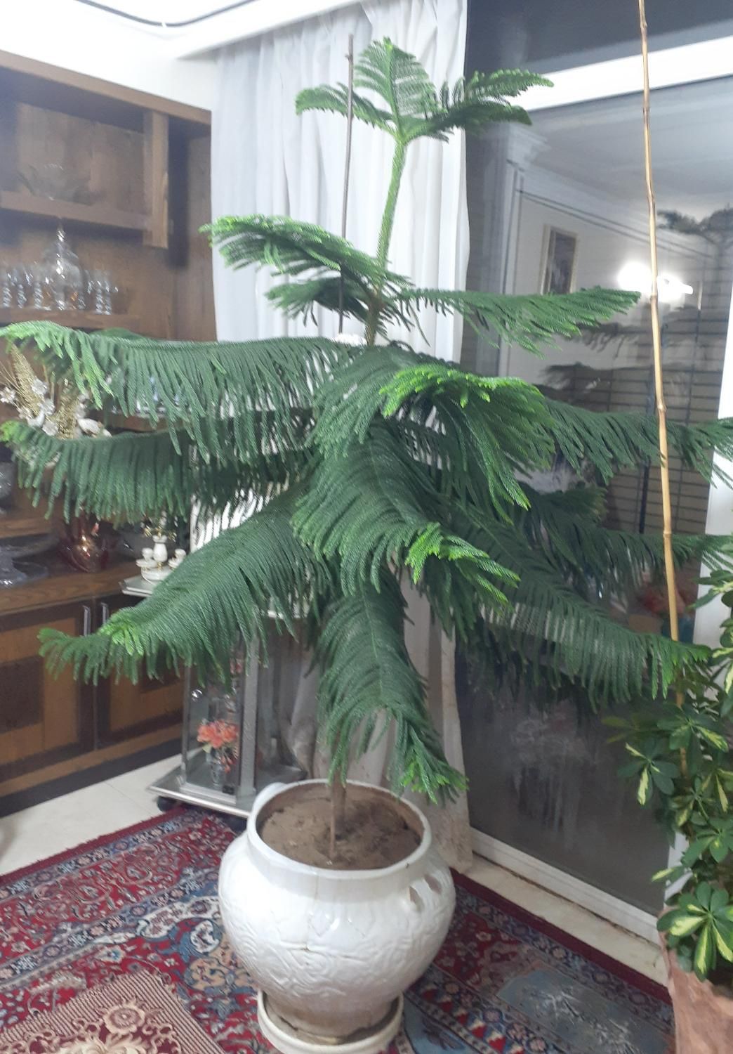 گل مطبق|گل و گیاه طبیعی|اصفهان, ملاصدرا|دیوار