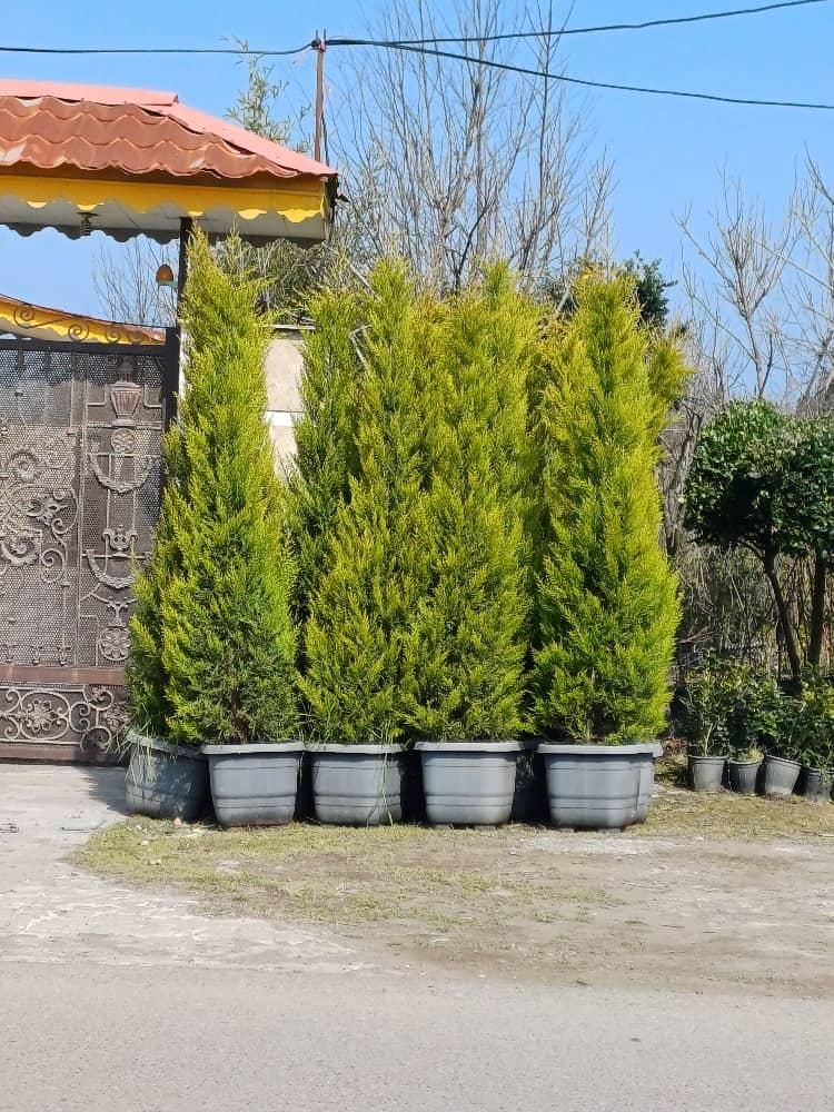 فروش اقساطی گل و گیاه|گل و گیاه طبیعی|کرمان, |دیوار