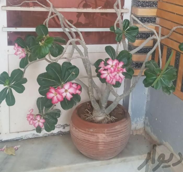 دو عدد درخچه گل آدینیوم|گل و گیاه طبیعی|چابهار, |دیوار