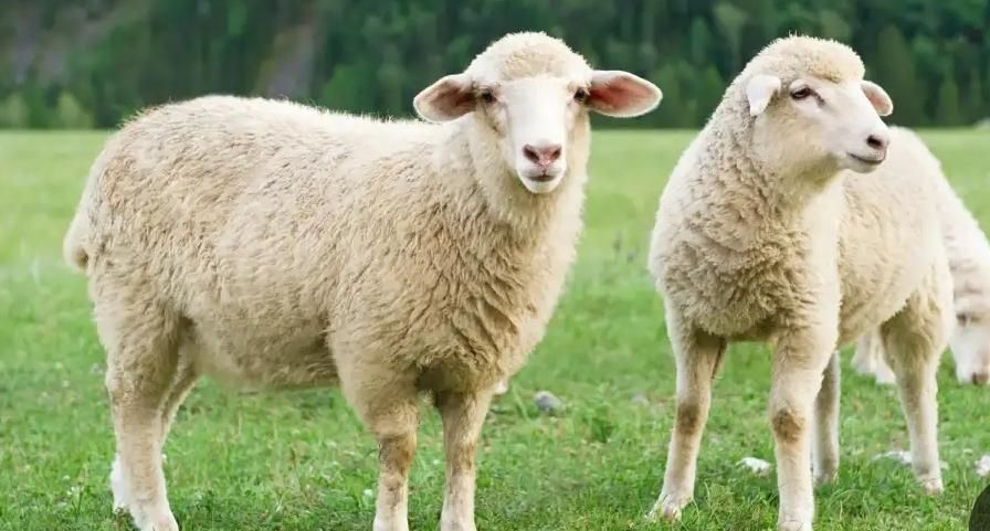 گوسفند تعاونی درجه یک گوشتی|حیوانات مزرعه|مشهد, نوید|دیوار