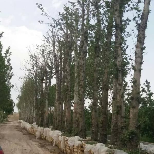 انواع درخت ها بن دار ونهال ممثمر وغیر ممثمر طراحی|خدمات باغبانی و درختکاری|تهران, افسریه|دیوار