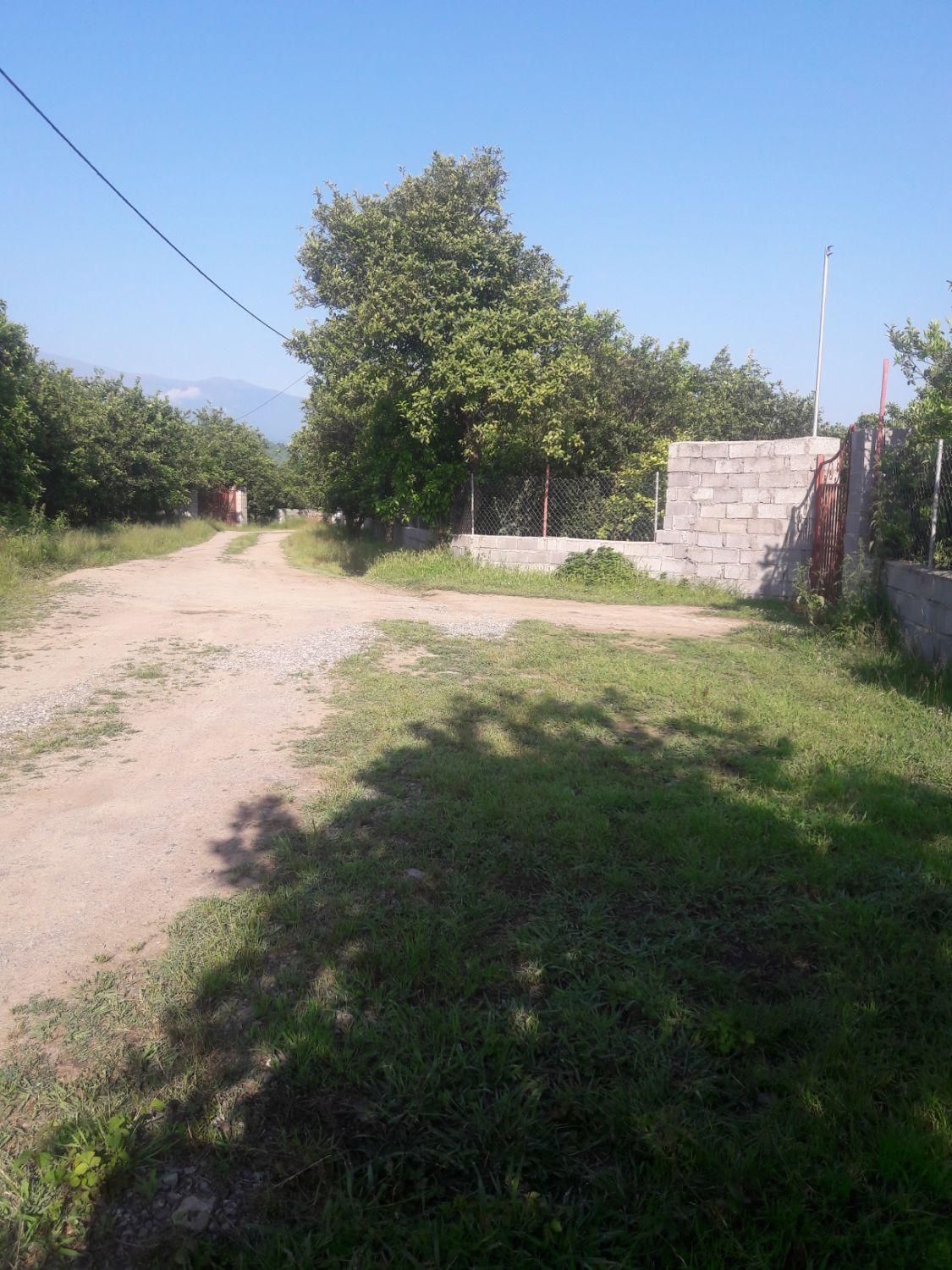 فروش/تهاتر ۲۷۰۰ متر باغ کیوی ومرکبات نزدیک شهر|فروش دفتر صنعتی، کشاورزی، تجاری|تنکابن, |دیوار