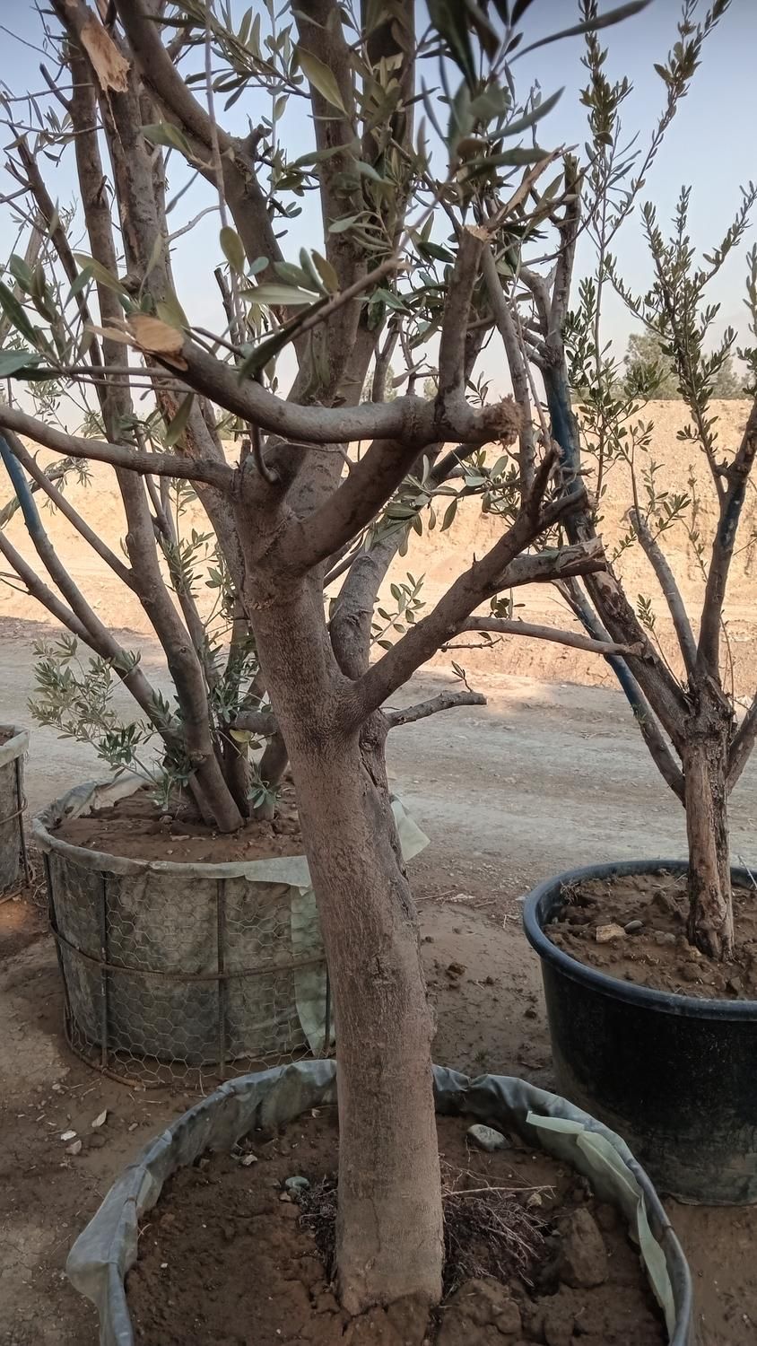 درخت درختچه جعبه‌ای گلدانی باکس باکسی در با گلدان|گل و گیاه طبیعی|تهران, باغ خزانه|دیوار