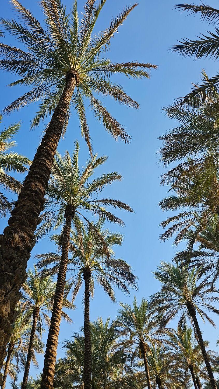 پروژه های ساخت و ساز تامین نخل پالم|پیشفروش املاک|ایلام, |دیوار