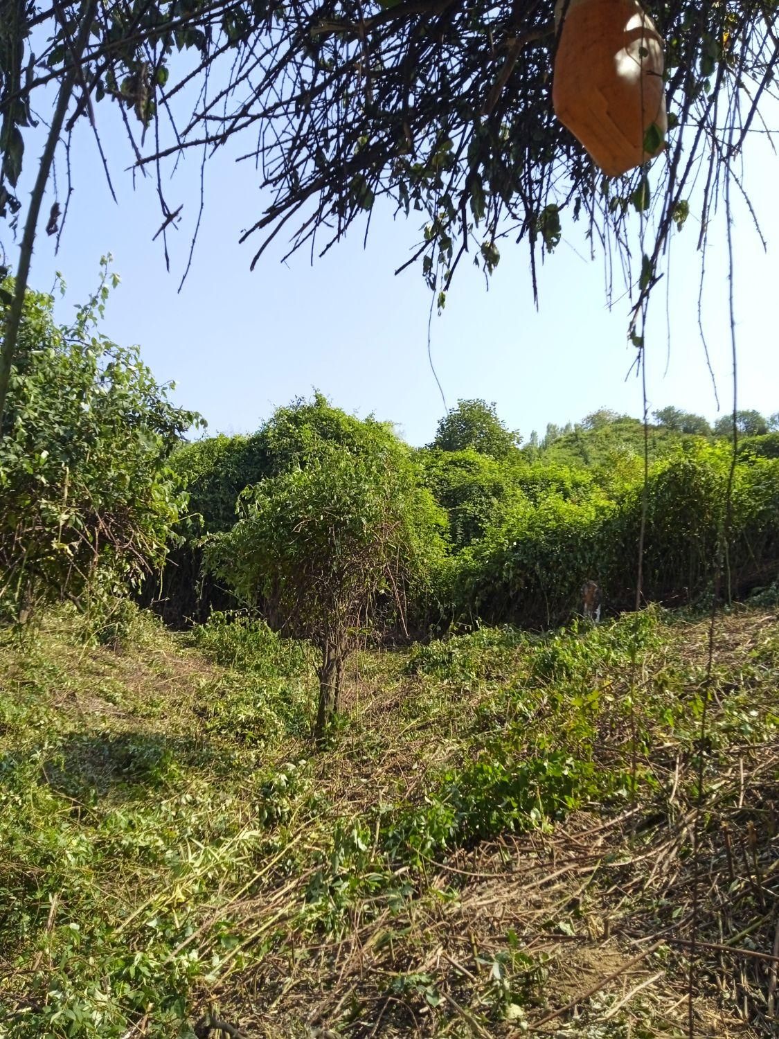 هرس زمین و باغ با دستگاه|خدمات باغبانی و درختکاری|رودسر, |دیوار