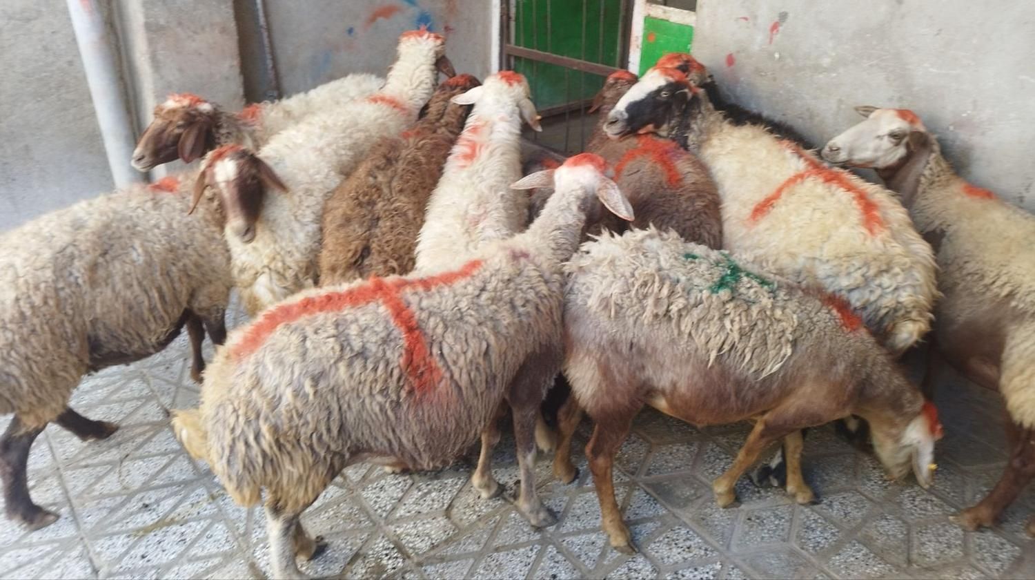 گوسفند زنده برهنر و میش و شیشککشتاری|حیوانات مزرعه|بروجرد, |دیوار