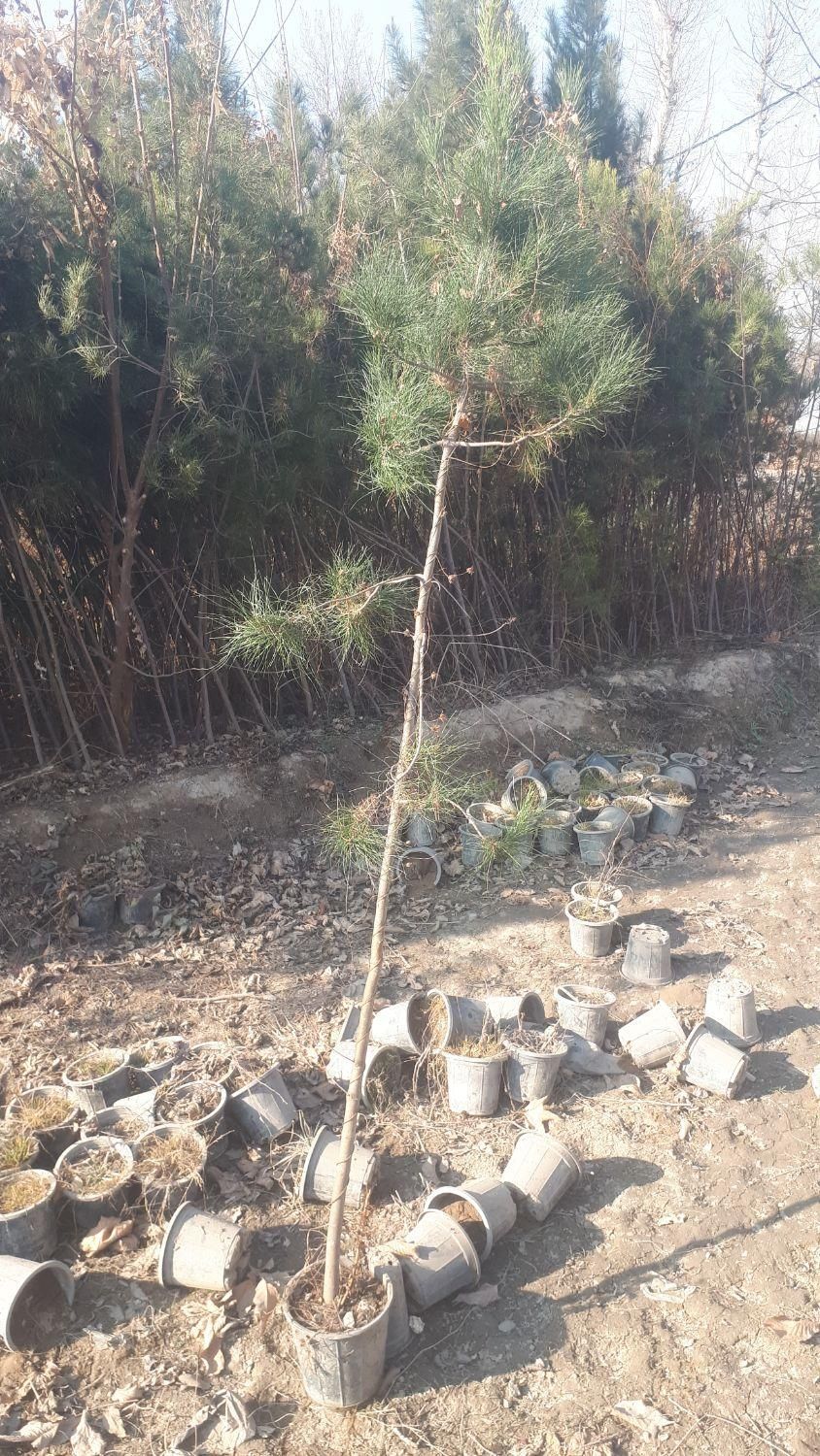 کاج ۲ متری|خدمات باغبانی و درختکاری|کرج, شهرک جهان‌نما|دیوار