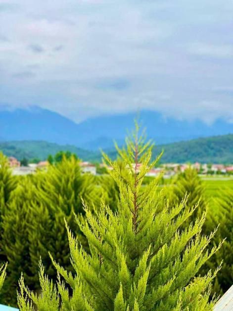 ویلانیم پیلوت جنگلی/مبله کامل/مدارک قابل استعلام|فروش خانه و ویلا|نور, |دیوار