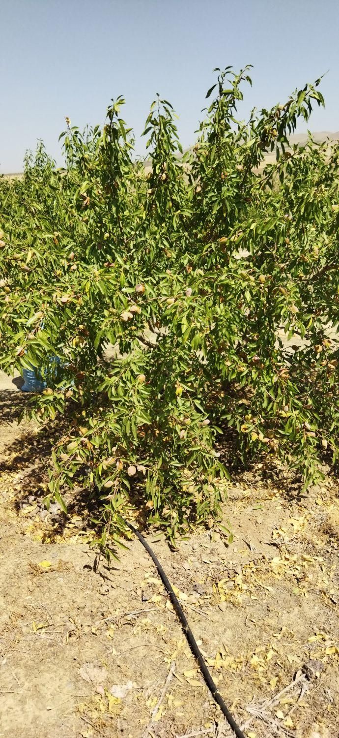 باغی رویایی بامنظره‌ای بی‌نظیردرکنار( پل زمانخان)|فروش زمین و ملک کلنگی|شاهین‌شهر, مخابرات (شهید بهشتی)|دیوار